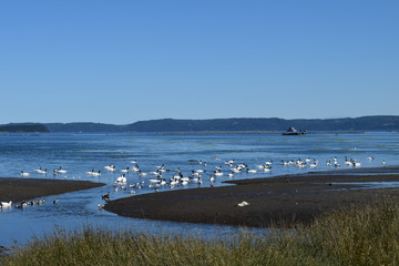 cisnes de cuello negro