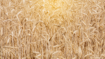 Wheat field, rice farming, cereal The barley on the golden-yellow farms is beautiful and waiting for the harvest in the season. Harvest concept