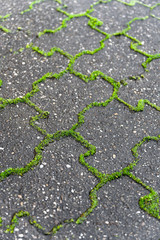 Obraz premium Green weeds grow from the joints of grey concrete paving stones in scenic light.