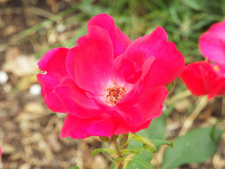 Single dark pink garden flower