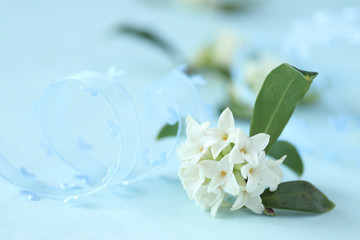 Fototapeta na wymiar ハートのリボンと香りのよい白い沈丁花 （クローズアップ）