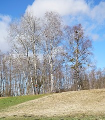 Birken im Sonnenlicht