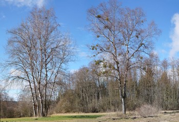 Panorama von Birkengruppe