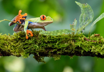 green tree frog