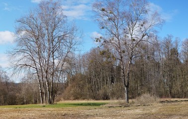 Gruppe von Birken im Fr&uuml;hling