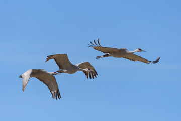 Migrating Greater Sandhill Cranes in Monte Vista, Colorado