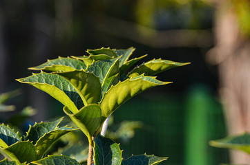 Beautiful green tree twig