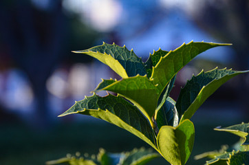 Beautiful green tree twig