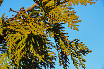 Beautiful green tree twig