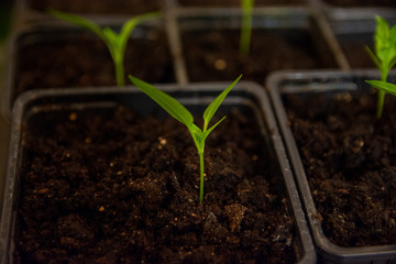 young plant in a pot
