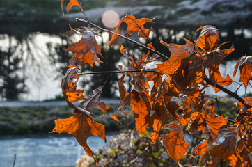 Bright Orange Leaves in South Korea Park