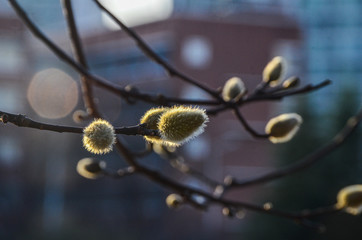 Spring willow