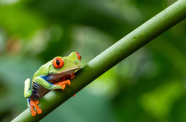 green tree frog