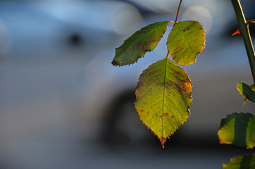 Green leaf of a tree. Great quality.