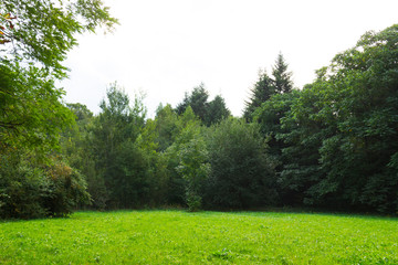 Scenic view of a beautiful meadow with green grass field in the park