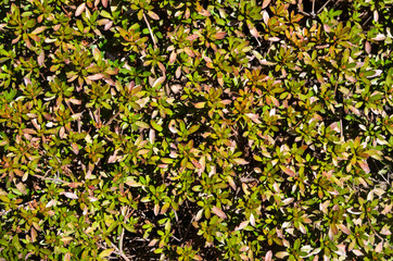 Carpet of green plants