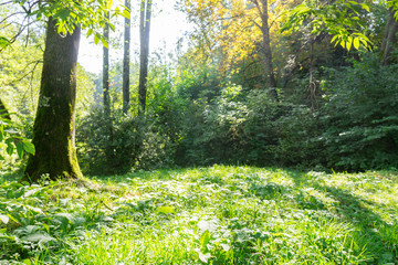Fototapeta na wymiar Sunny green grassy meadow in the forest