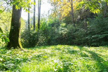 Sunny green grassy meadow in the forest