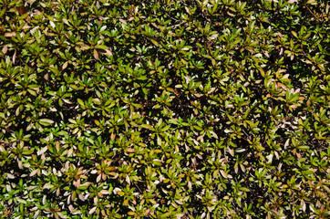 Carpet of green plants
