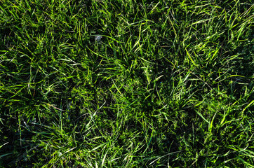 Beautiful green grass