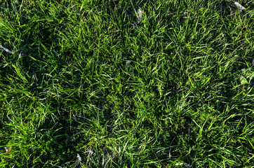 Beautiful green grass
