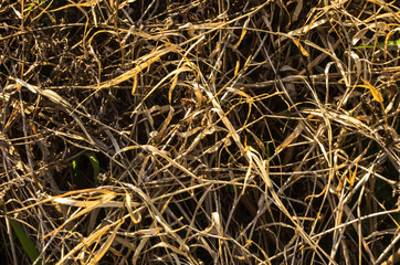 Dry grass, natural background