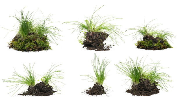 Set Spring Young Green Grass With Dirt Isolated On White Background And Texture, Clipping Path