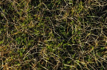Dry grass, natural background