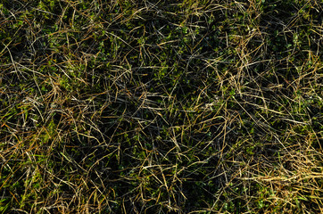 Dry grass, natural background