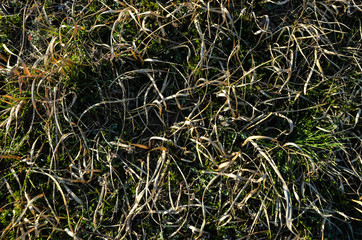 Dry grass, natural background