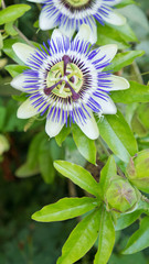 A Passion Flower ( Passiflora caerulea ) in bloom
