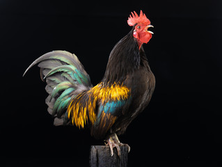 singing dwarf cockerel on a stump isolated on black background