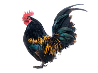 Dwarf Cockerel is isolated on a white background.