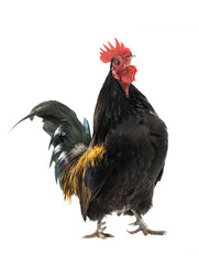Singing Dwarf Cockerel is isolated on a white background.