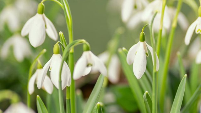 Closeup of snowdrop flowers with dew drops blooming fast in spring morning time lapse