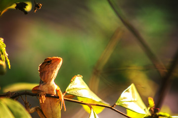 Chameleon on a branch