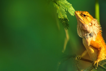 Chameleon on a branch