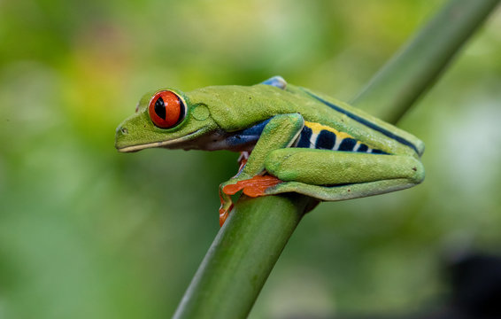 green tree frog © Yuriko David