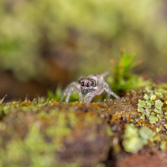 Jumping spider Salticus cingulatus. Salticus cingulatus is a Palearctic jumping spider of the family Salticidae.