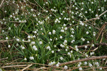 Ganz viele Maiglöckchen im März 2020