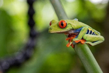 green tree frog