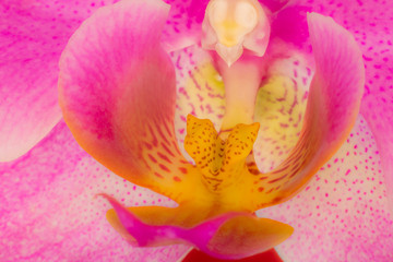 Fototapeta na wymiar Single orchid on flat background with effect