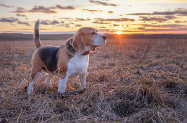 Beagle dog on the background of a beautiful sunset sun during a walk