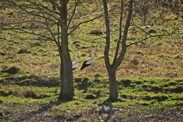 Wei&szlig;storchpaar (Ciconia ciconia) auf Feuchtwiese im Fr&uuml;hling