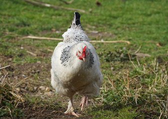 Viel zu schade für den Kochtopf