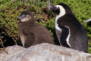 African penguins, Western Cape, South Africa