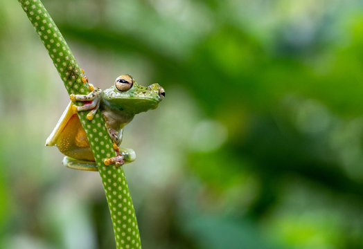 glass frog