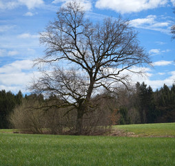 Fototapeta premium Alte Eiche am Simssee