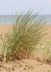 bush of green grass on the beach