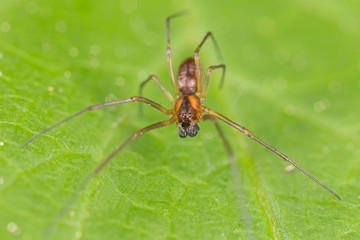 Spider belonging to the family Linyphiidae. Linyphiidae is a family of very small spiders